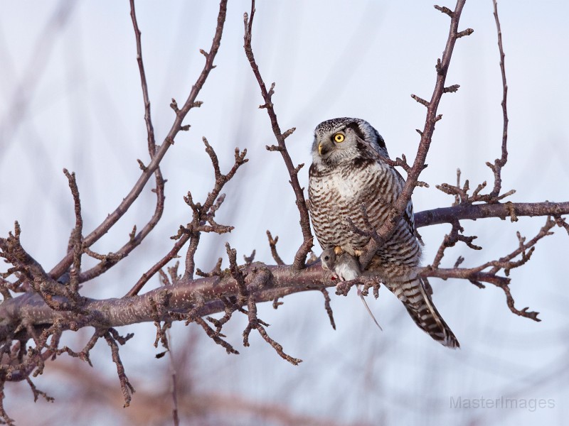 IMG_0167c.jpg - Northern Hawk-Owl (Surnia ulula)
